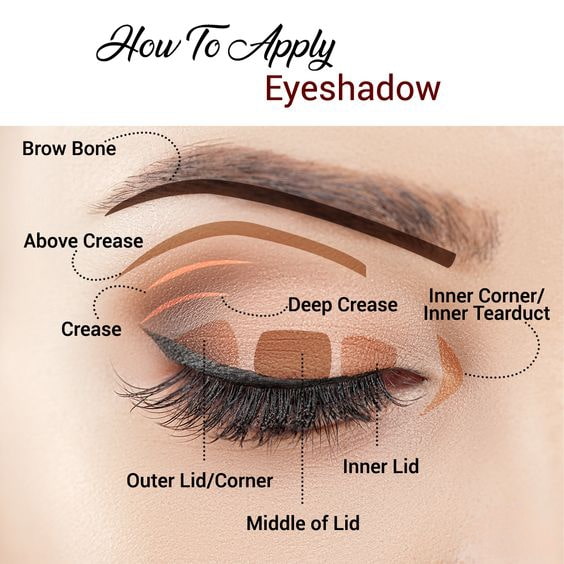 Parts Of Eyes For Eyeshadow Application